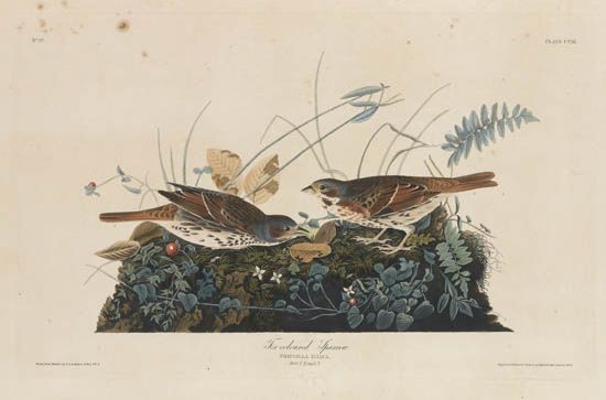 (BIRDS.) Audubon, John James. Fox-coloured Sparrow. Plate CVIII.